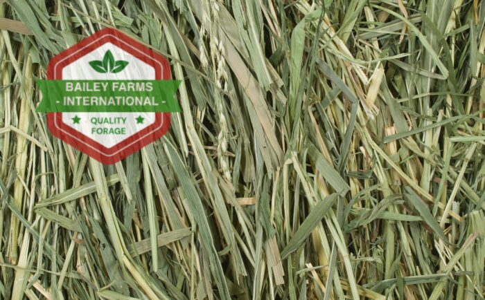 SUDAN GRASS - Image 2