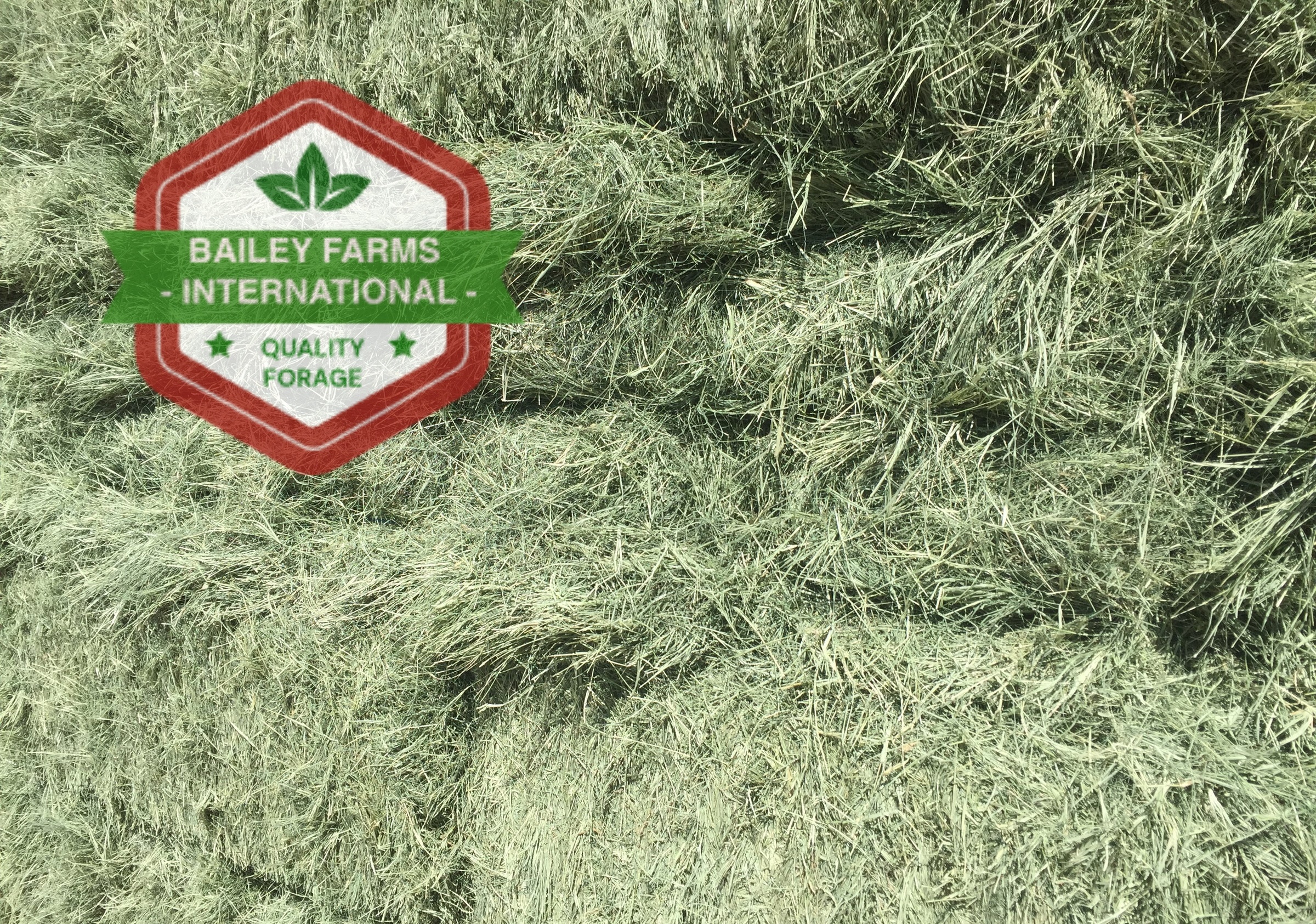 BERMUDA HAY - Image 2