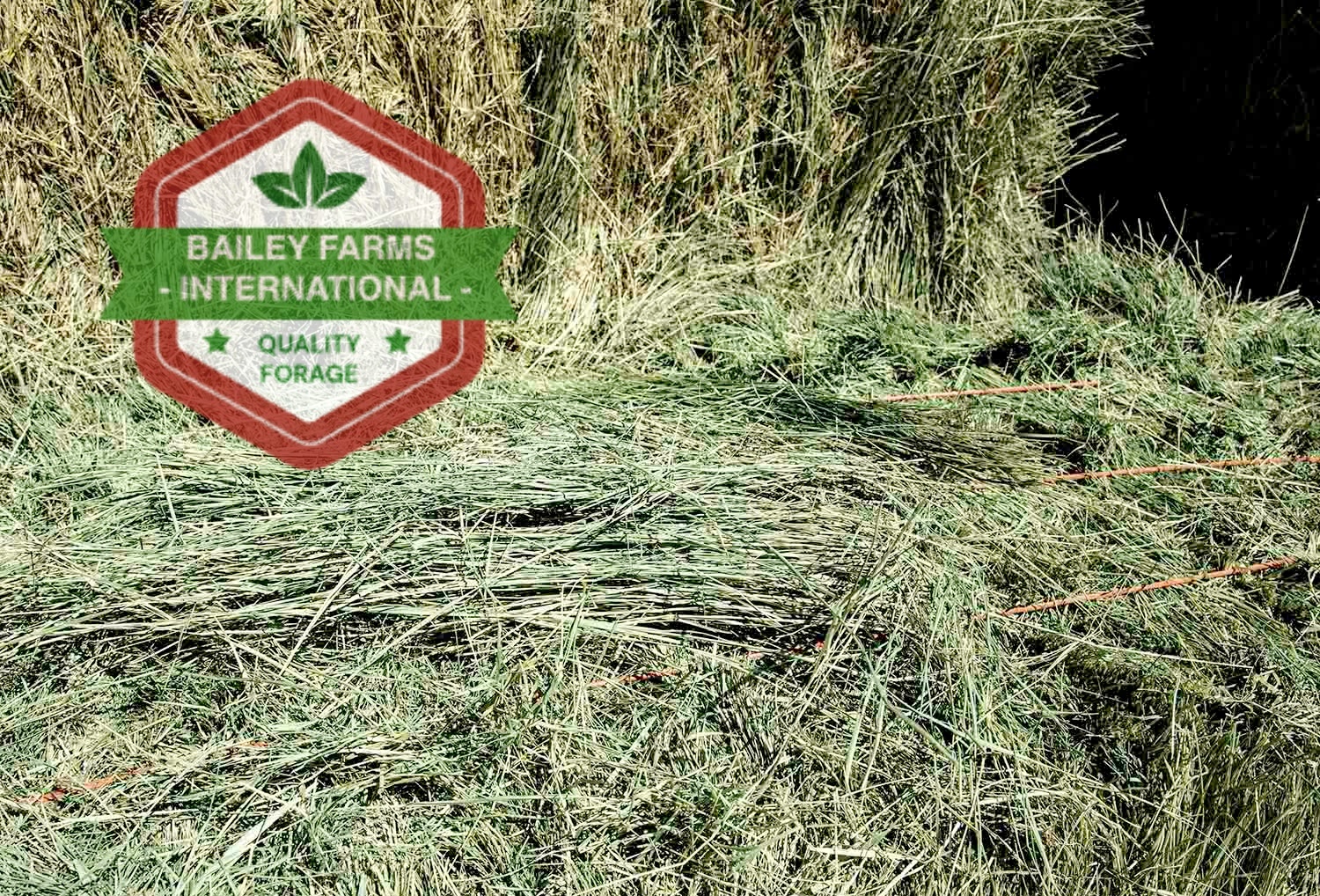 BERMUDA HAY - Image 3