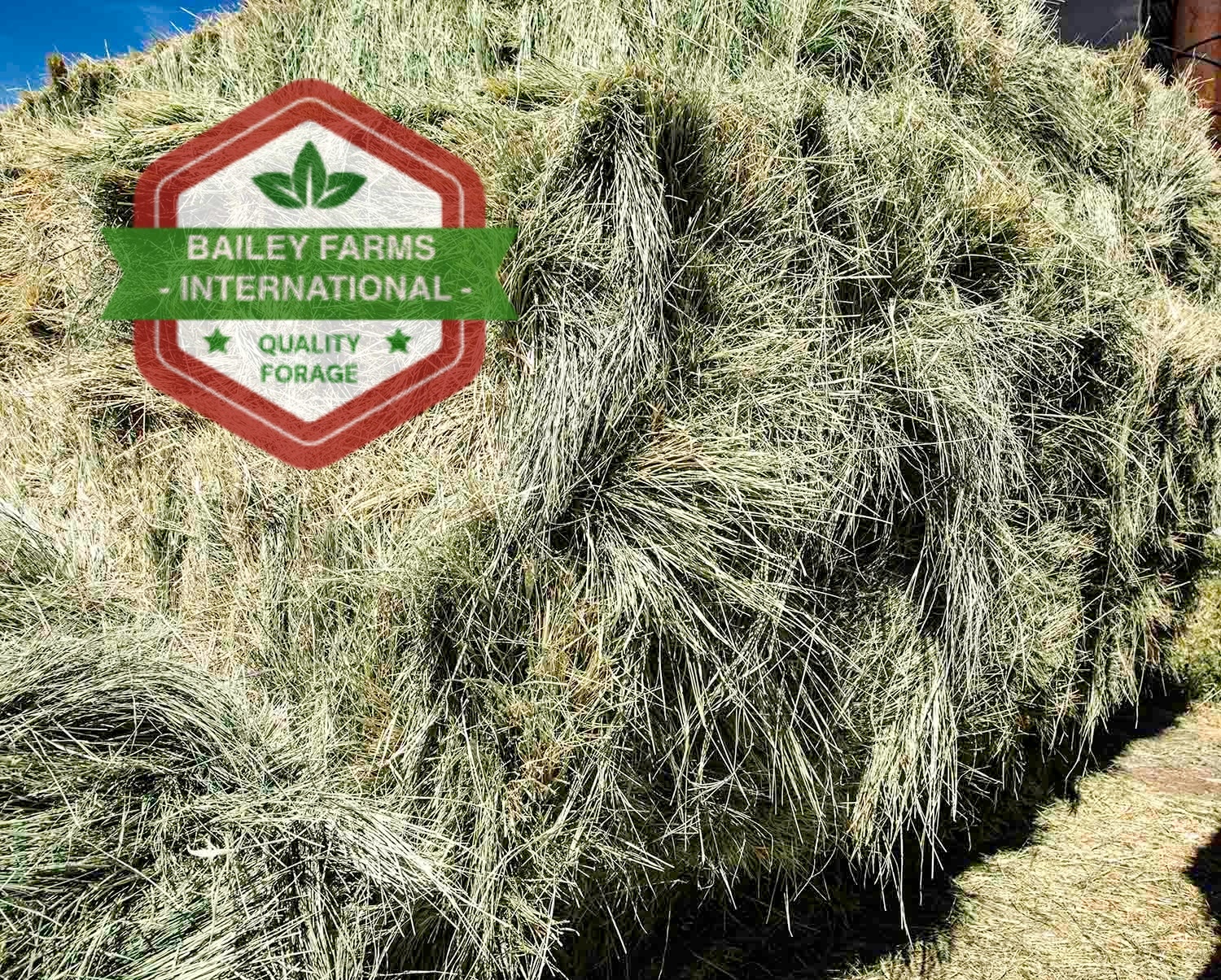 bermuda hay