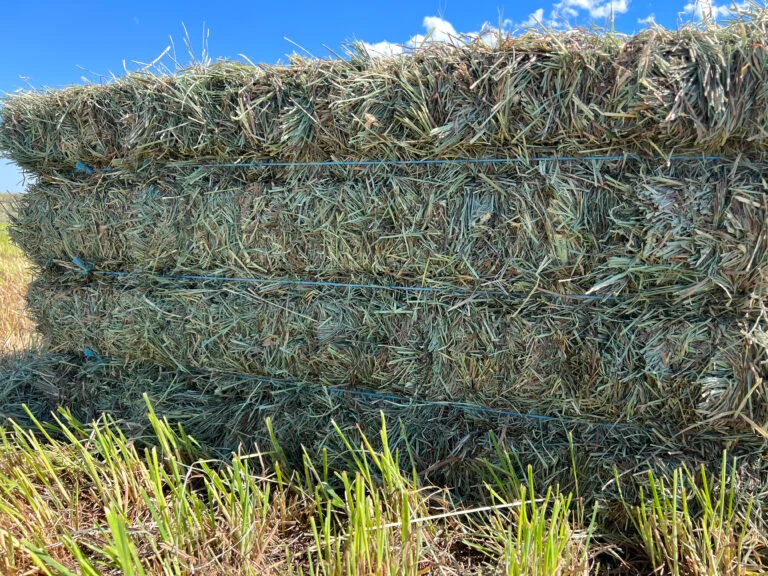 BERMUDA HAY - Image 4