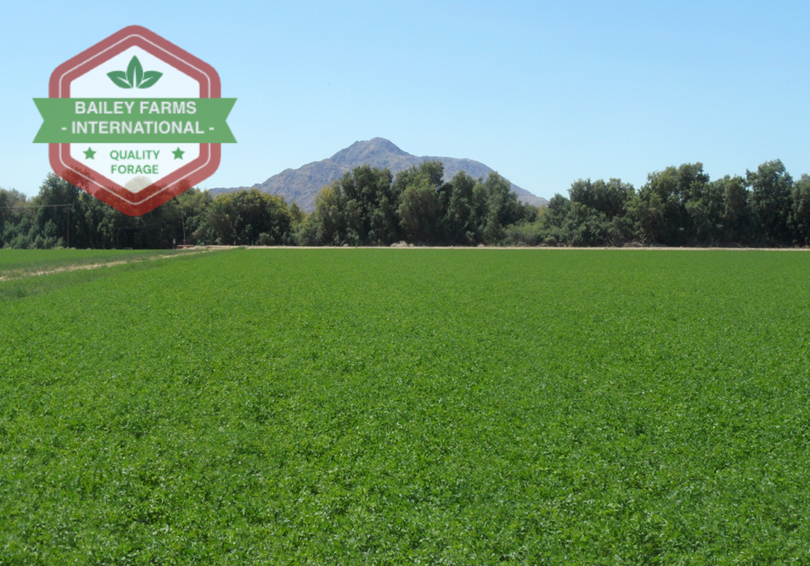 hay for sale near me