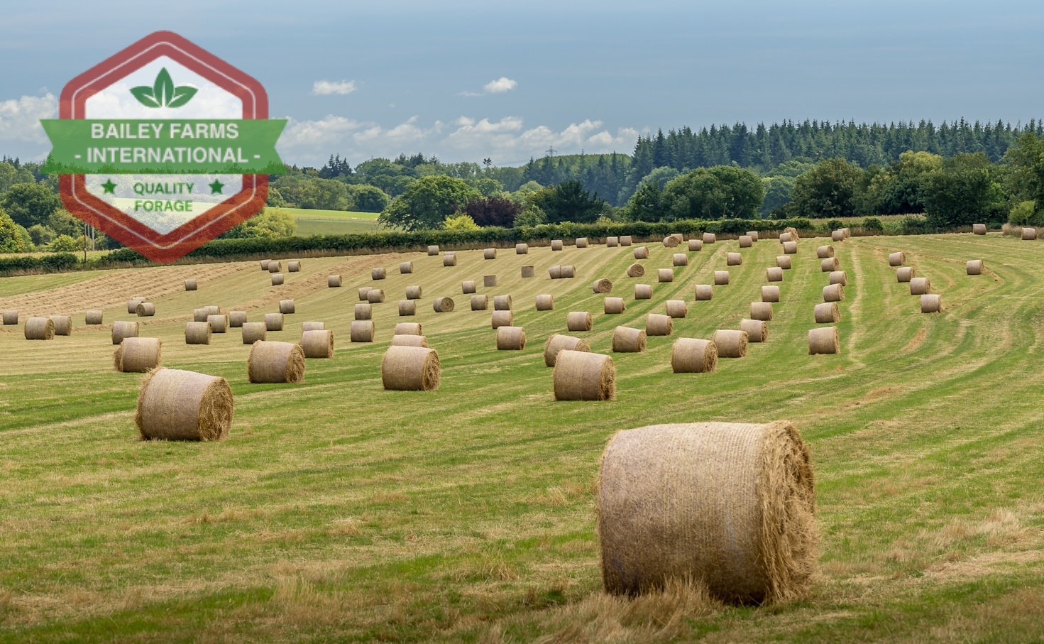 hay for sale Bailey Farms International